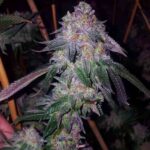 Cherry Cookies Strain