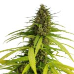 Gelato Mint XXL Auto Gelato Mint XXL Auto