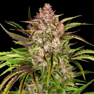 Wedding Cake Auto - Autoflowering Cannabis Seeds