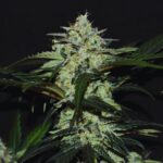 Gelato Runtz Weed Strain