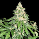 Gush Mints Weed Strain