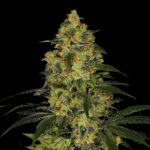 Otter Popz Strain - Weed Feminized Seeds