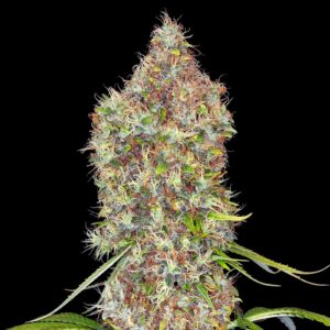Rosenthal Cannabis Seeds