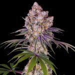 Acai Cake Strain Weed - Feminized  Cannabis Seeds