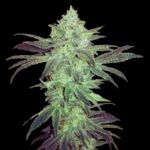 Super Gorilla Strain Weed Feminized Seeds
