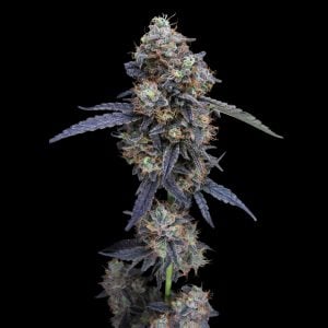 Grape Ape Auto - Autoflowering Cannabis Seeds - Bulk Genetics
