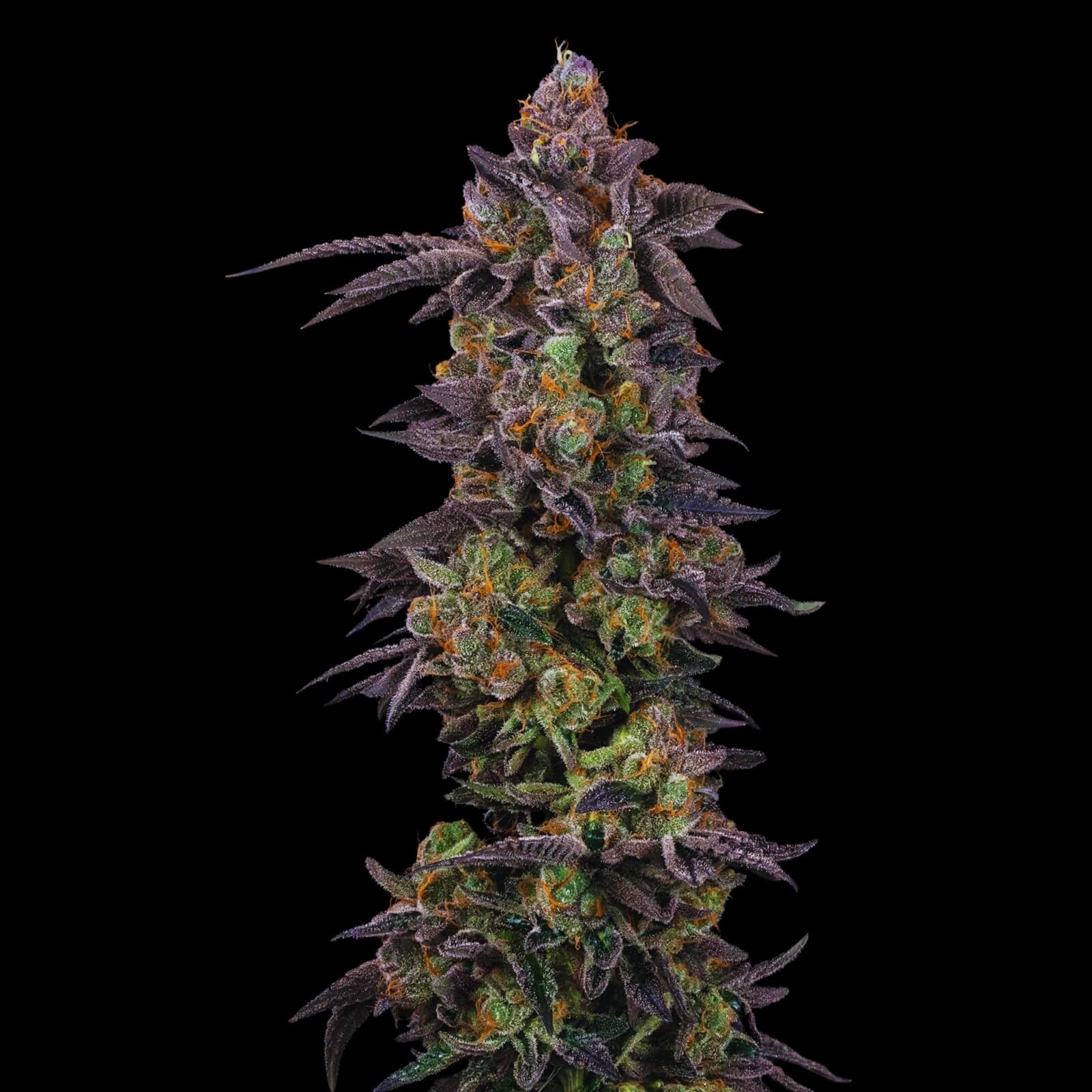 London Pound Cake Strain - Feminized Cannabis Seeds - Bulk Genetics