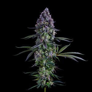 Chem Cream Strain - Feminized Cannabis Seeds