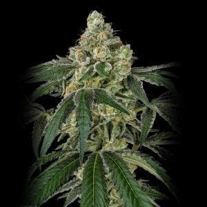 Matanuska Tundra - Semillas de marihuana feminizadas