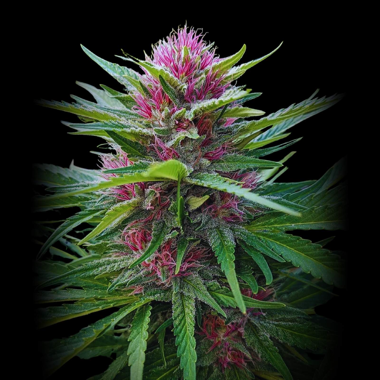 Panama Red - Feminized Cannabis Seeds