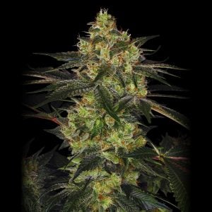 Widow Chem - Feminized Cannabis Seeds