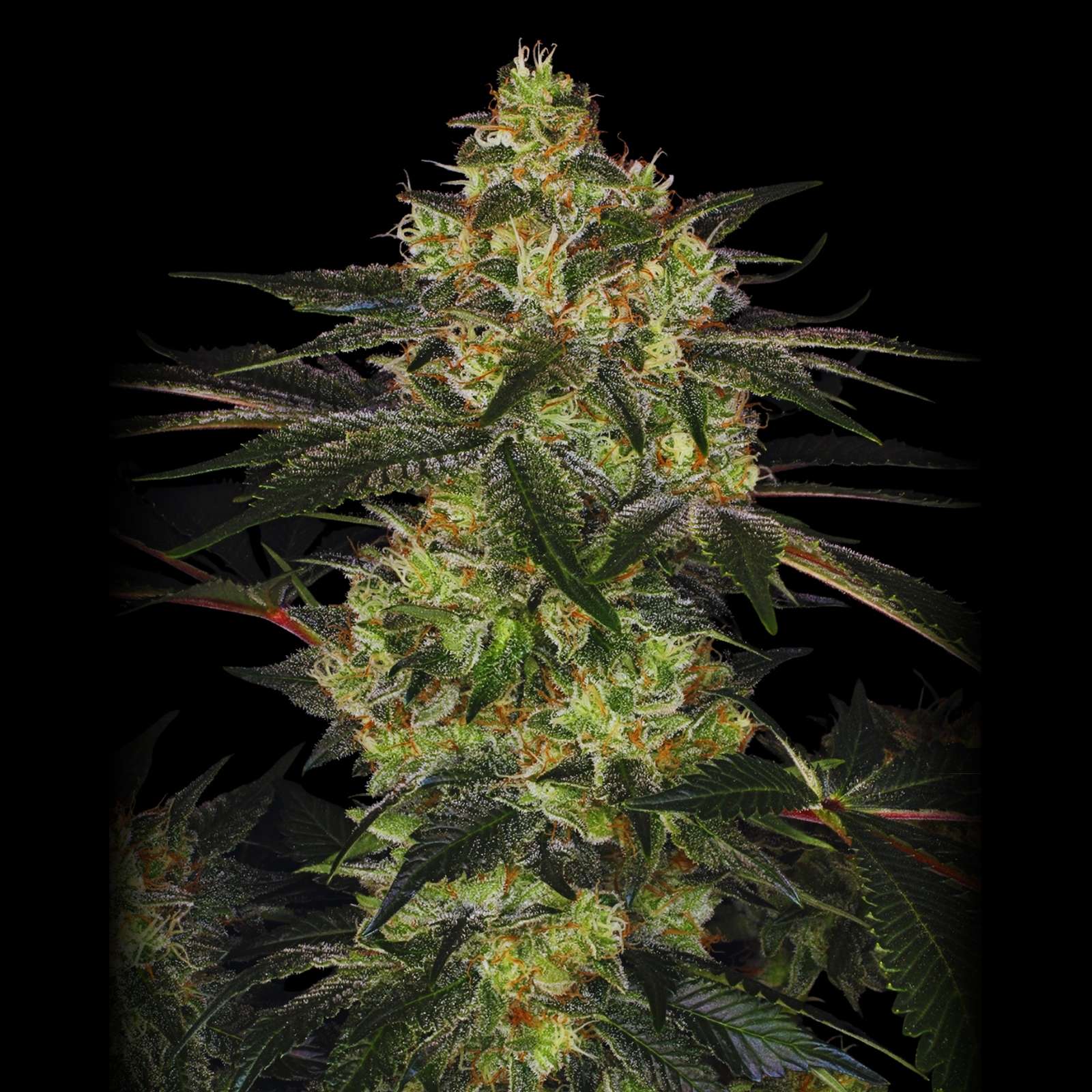 Widow Chem - Feminized Cannabis Seeds