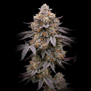Georgia Pie - Feminized Cannabis Seeds
