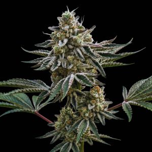 Russian Assassin Seeds - Feminized Cannabis