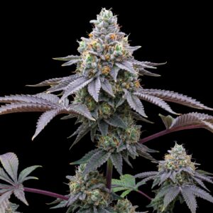 Candy Fumez Strain Seeds