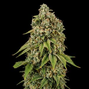 Biker Kush