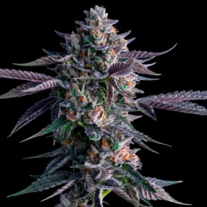 Chocolope