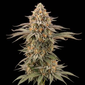 Afghan Kush Early Harvest