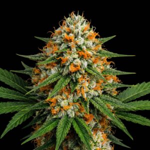 Agent Orange