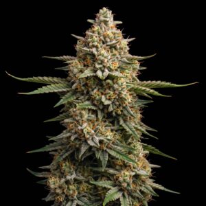 AK 47