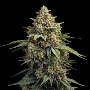 Amnesia Gas