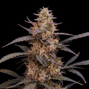 Amnesia Haze Auto