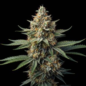 Amnesia Lemon