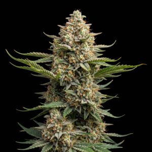 Amnesia Lemon Auto