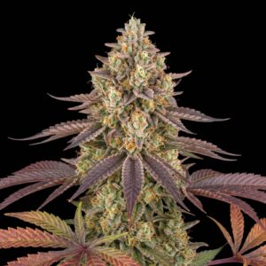 Apple Fritter