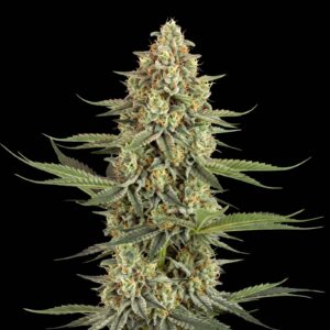 Banana Kush