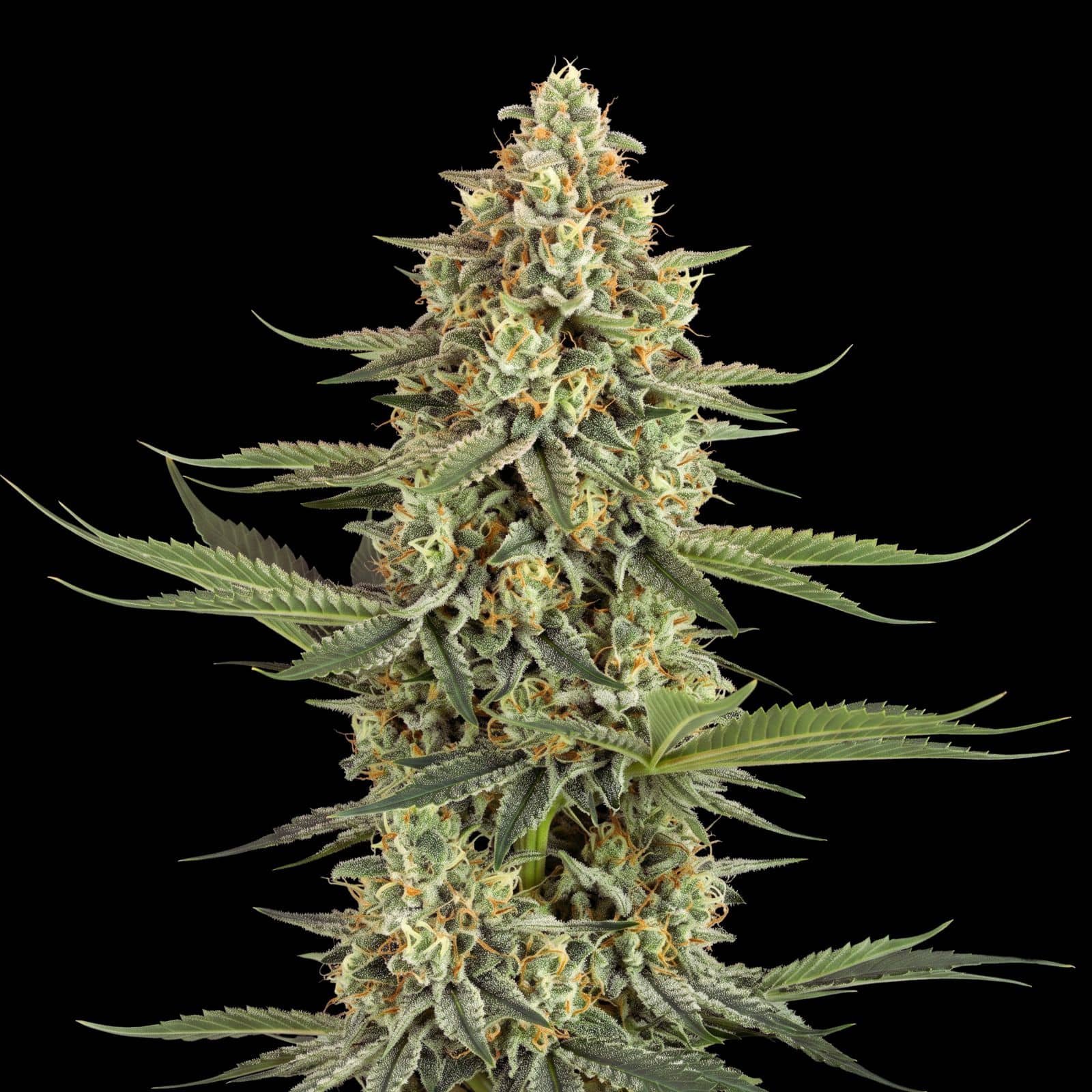 Banana Kush