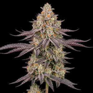 Biscotti Mintz Auto