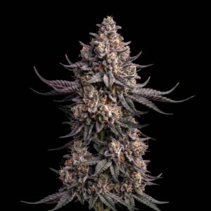 Black Domina