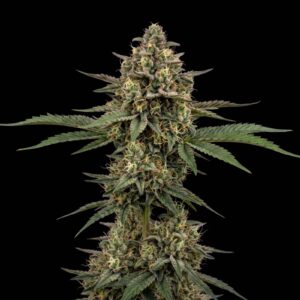 Blue Cheese