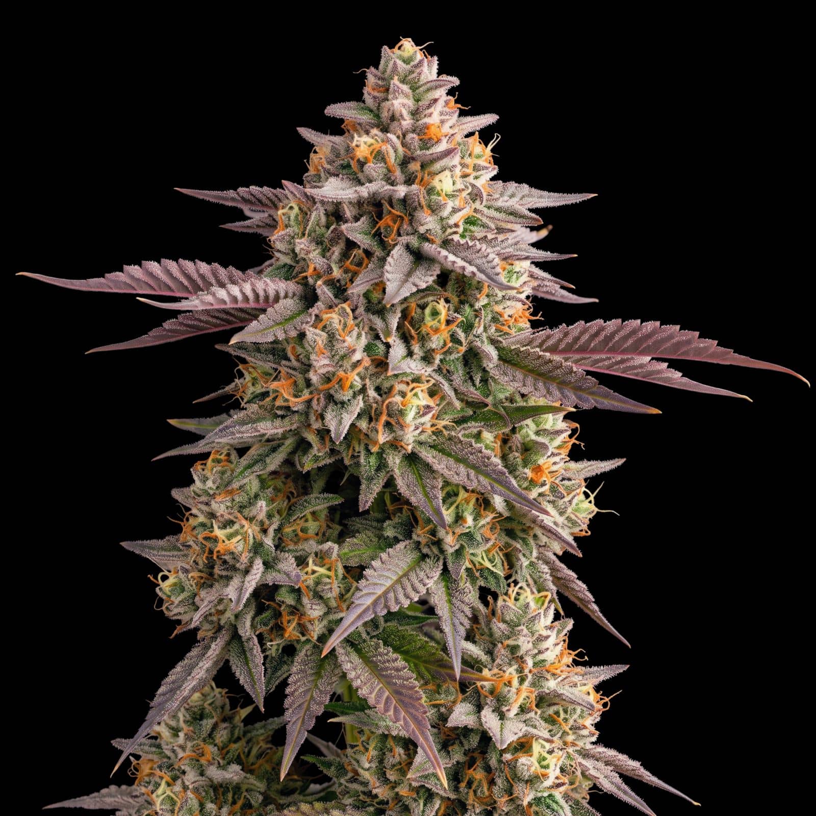 Blue Cheese Auto