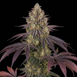 Blue Dream