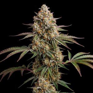 Cookies Auto