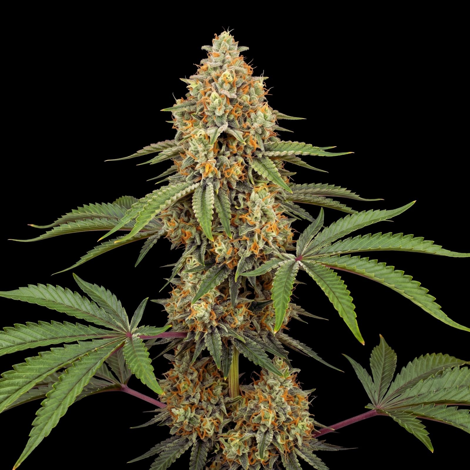 Fruit Cake Auto