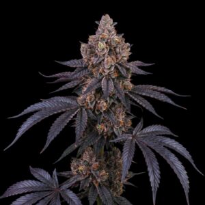 Peanut Butter Breath Auto