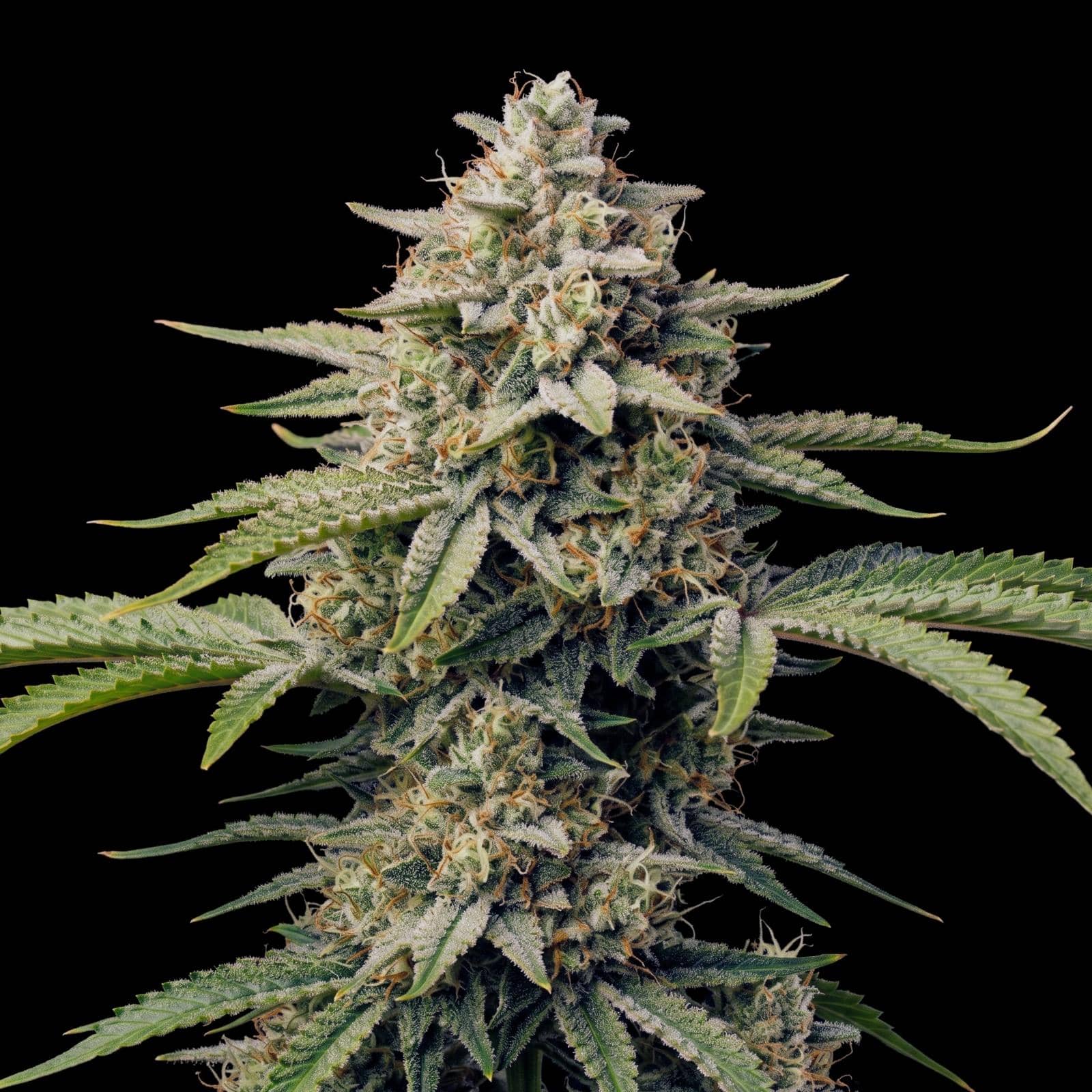 Strawberry Auto