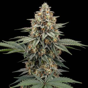 Super Silver Haze