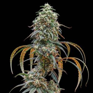 Sweet Berry Cough Auto