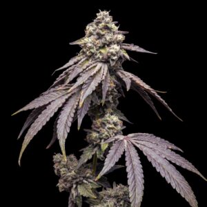 Tropical Kush Auto