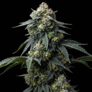 Acapulco Gold