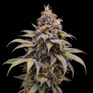 Afghan Auto