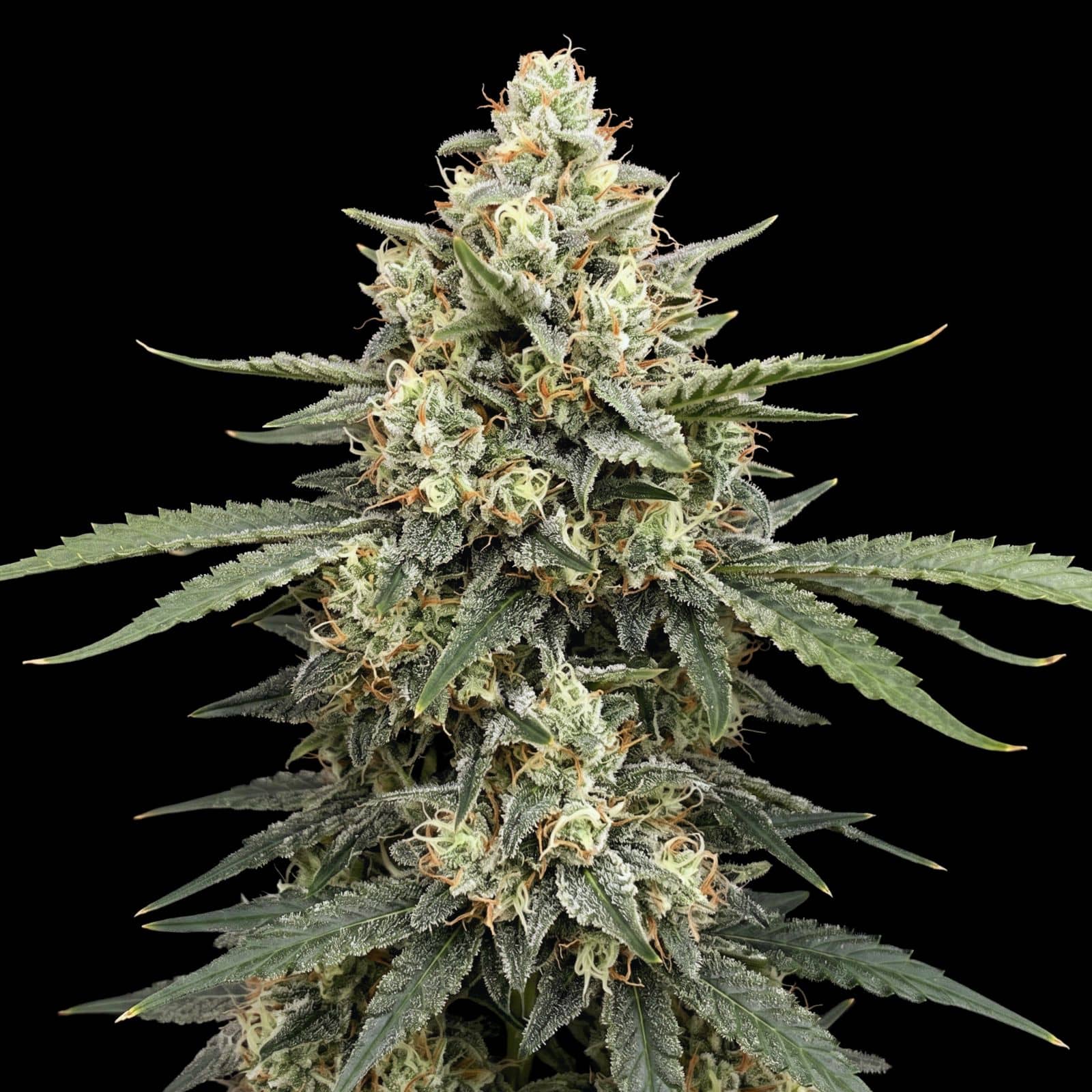 Afghan Jack Auto