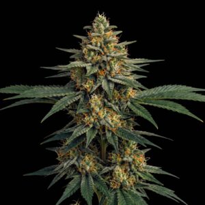 Afghani