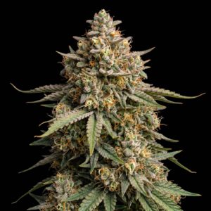 Agent Orange
