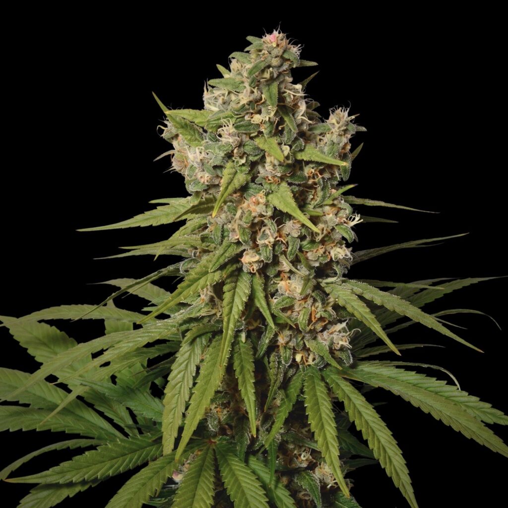 Amnesia Haze