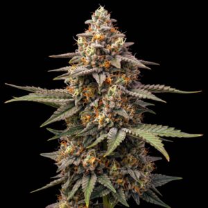 Apple Fritter Auto